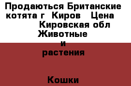  Продаються Британские котята г. Киров › Цена ­ 2 000 - Кировская обл. Животные и растения » Кошки   . Кировская обл.